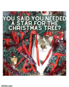 Christmas cat star meme