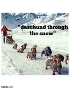 Dachshund meme