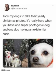 Funny dog Christmas meme