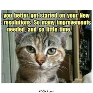 So many improvements needed less time cat New Year resolution meme