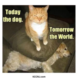 Today the dog cat New year meme