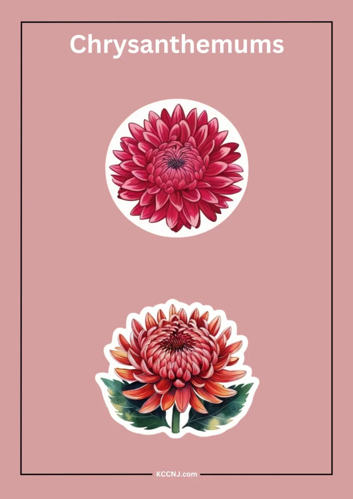 Chrysanthemums