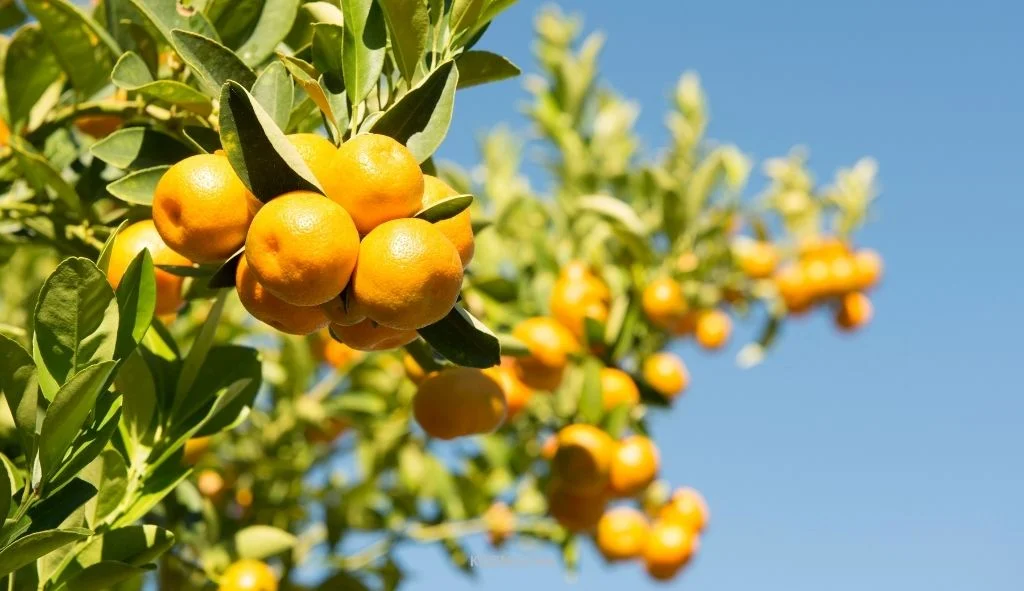 Kumquat Tree