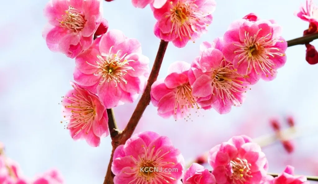 Plum Blossoms Chinese new year decoration