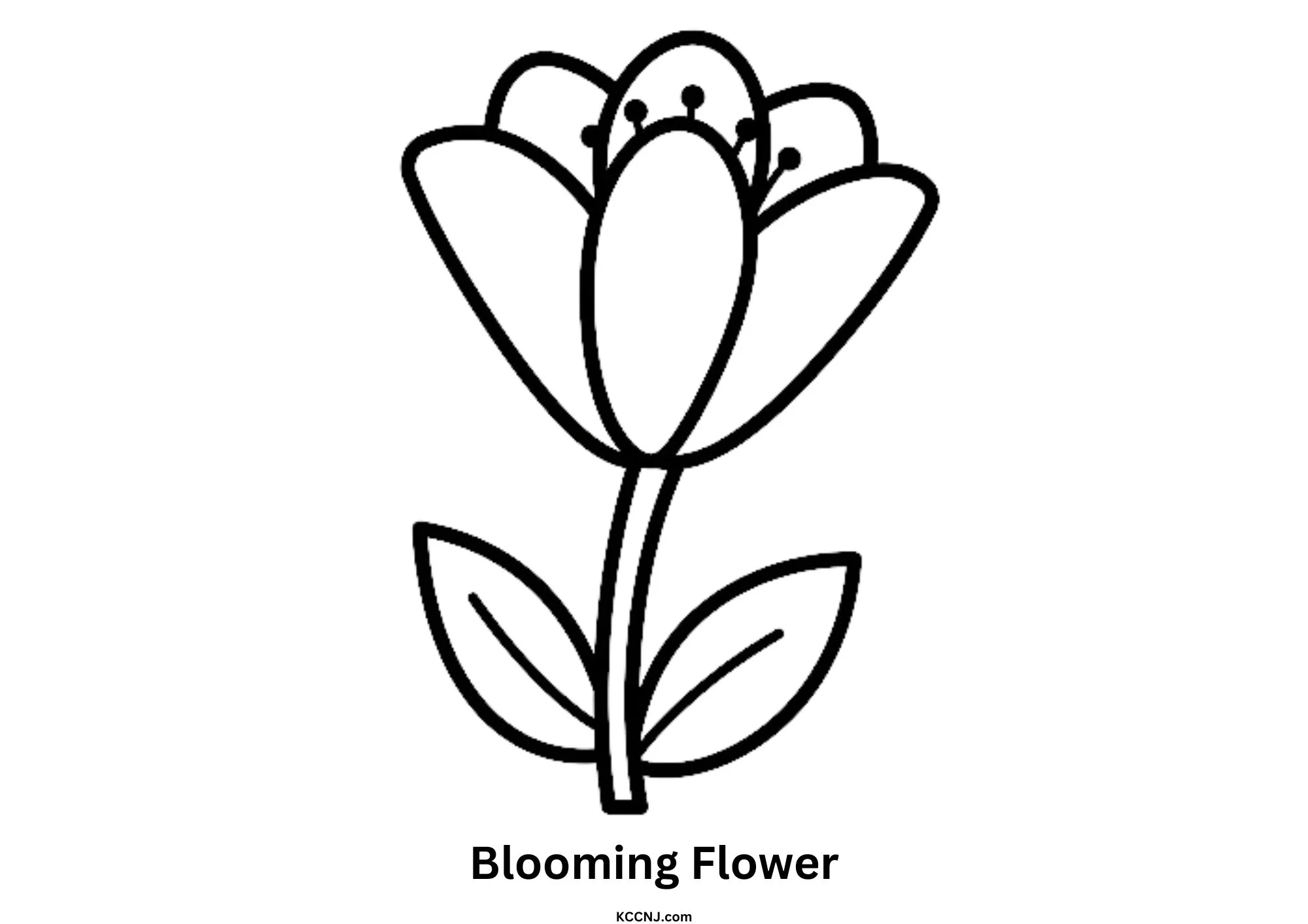 Blooming Flower