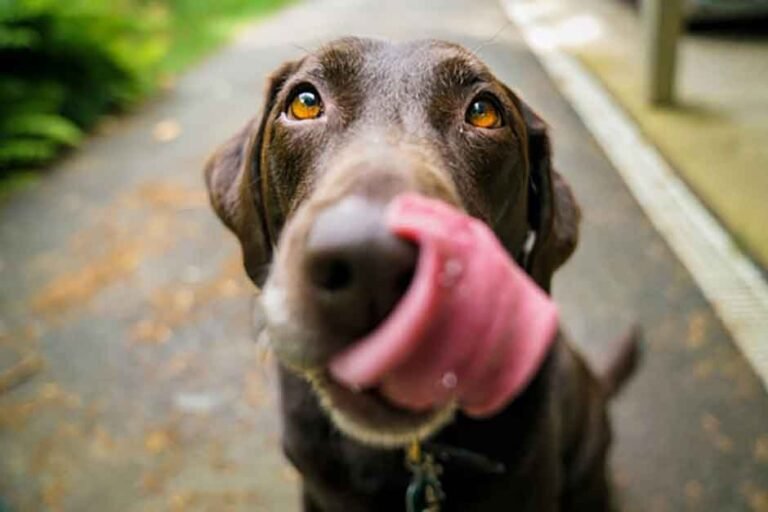 Why-Proper-Grooming-Is-Vital-to-Your-Dog’s-Health