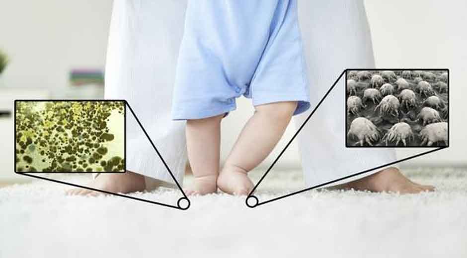 How to Eliminate Bacteria and Germs in Carpets